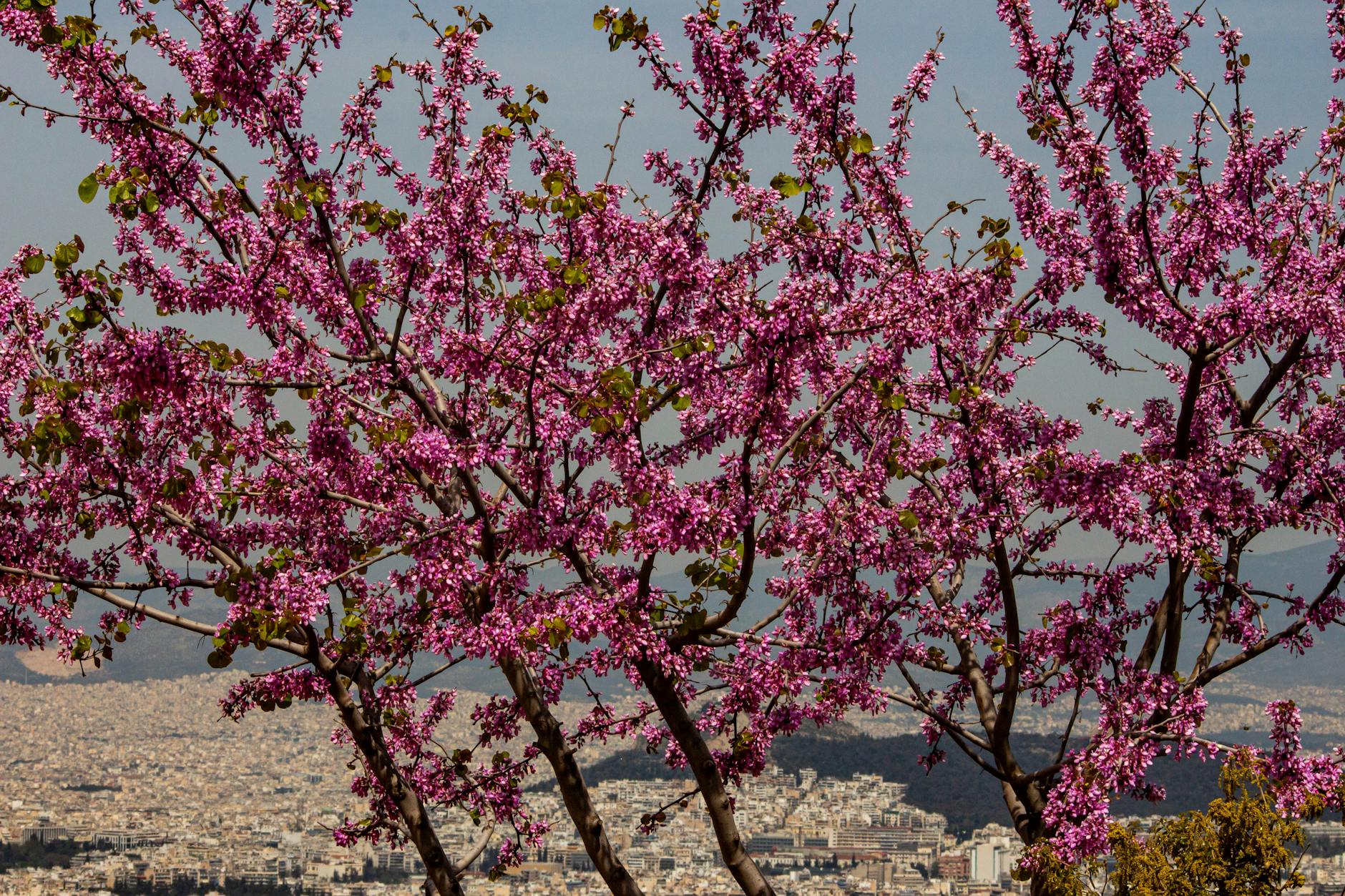 Athens Greece in spring with flowers blooming
