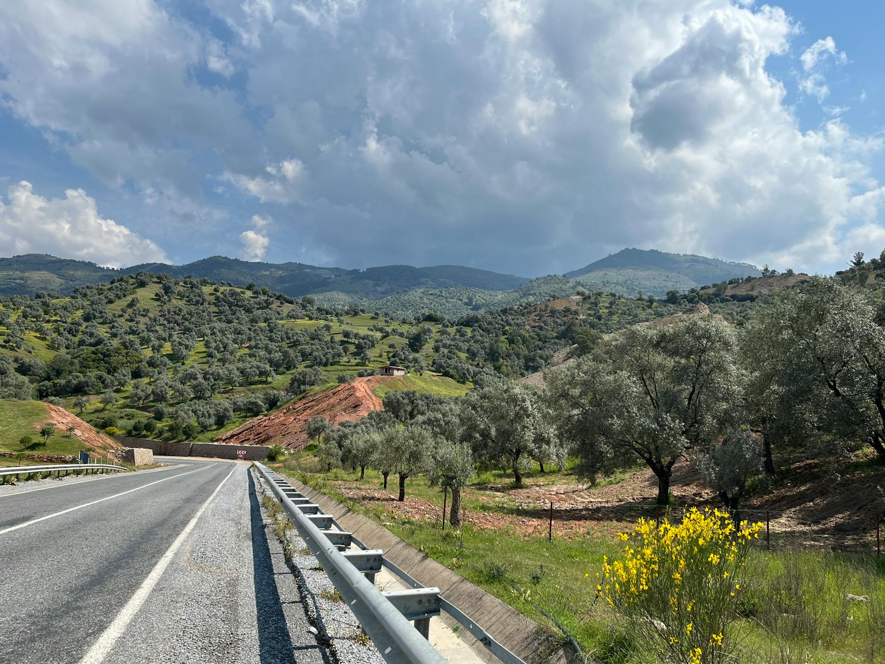 Picturesque olive groves along a rural road in the Greek countryside