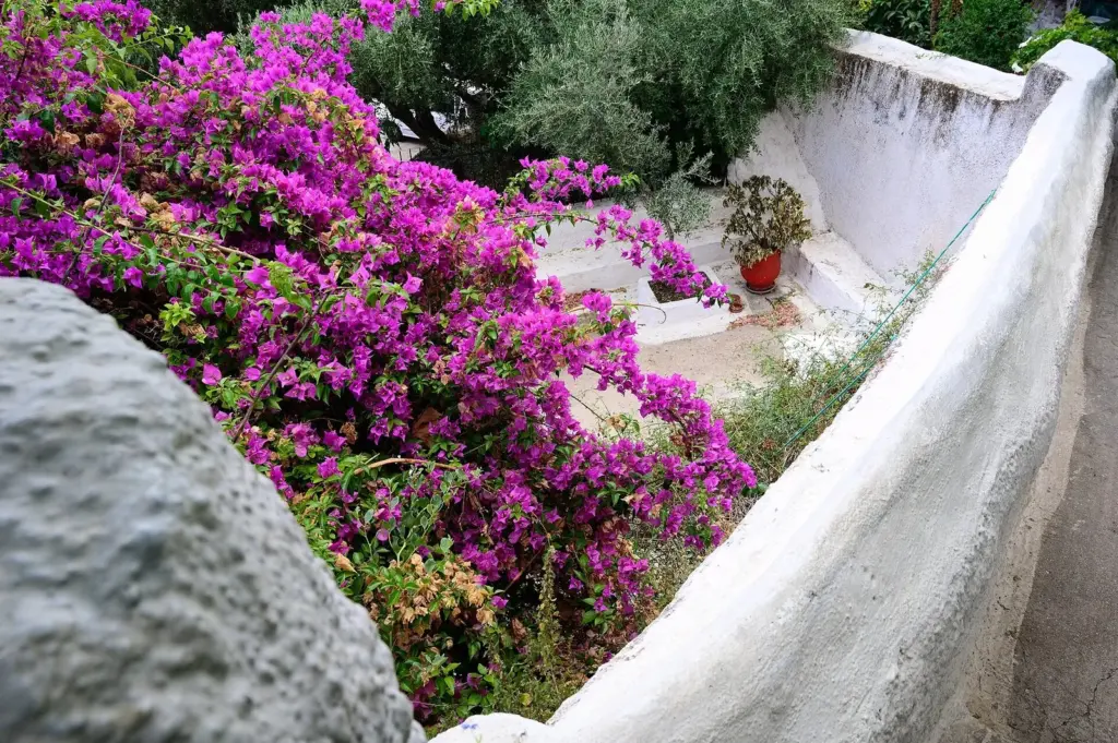 Bougainvillea spilling over whitewashed walls in Anafiotika, below the Acropolis